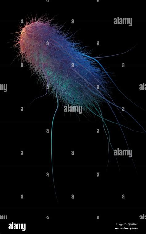 Bacterias Coliformes E Coli D Dando Ilustraci N De La Ciencia M Dica