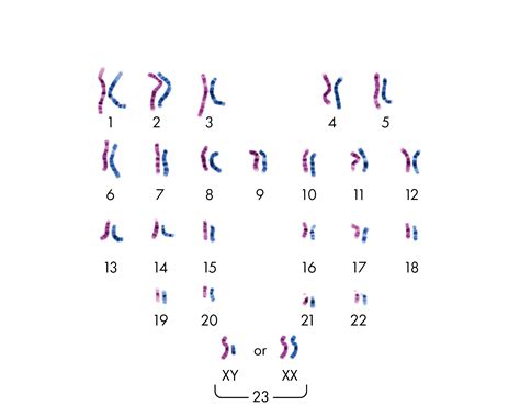 Genetics 101 Everything You Learned In High School Gene Food