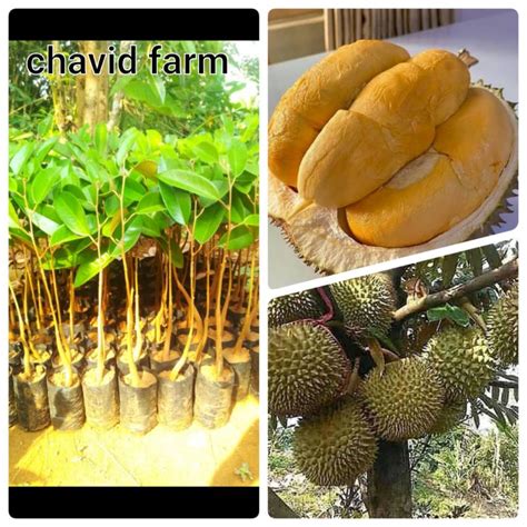 Jual Bibit Duren Duri Hitam Oche Durian Tanaman Perkebunan Buah Tropis