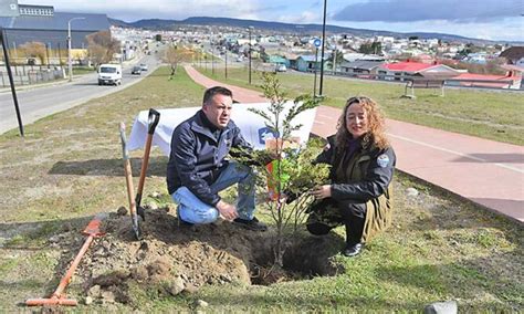 Conaf entregará 600 árboles al municipio para reforestar tres avenidas