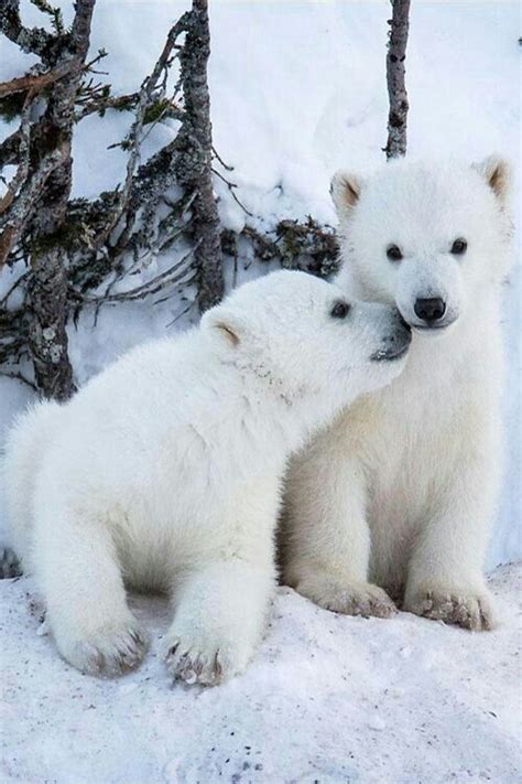 Polar bear cubs : r/hardcoreaww