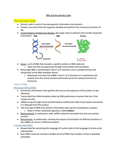 Copy Of Rna And The Genetic Code Rna And The Genetic Code The Genetic