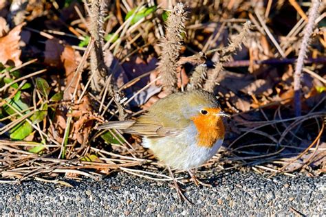 Oiseaux Chanteurs Rouge Gorge Des Photo Gratuite Sur Pixabay Pixabay