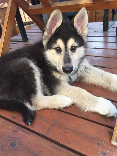 German Shepherd Alaskan Malamute Mix Puppies