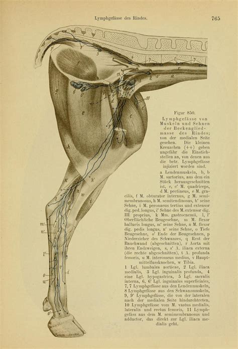 Handbuch Der Vergleichenden Anatomie Der Haustiere Ellenberger W