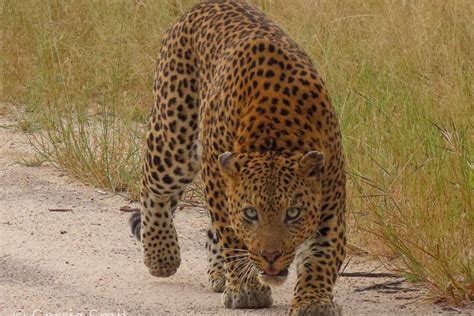 Tripadvisor Krüger Nationalpark Private ganztägige Safari zur