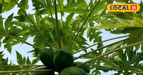 Health Benefits Of Raw Papaya Fruit News