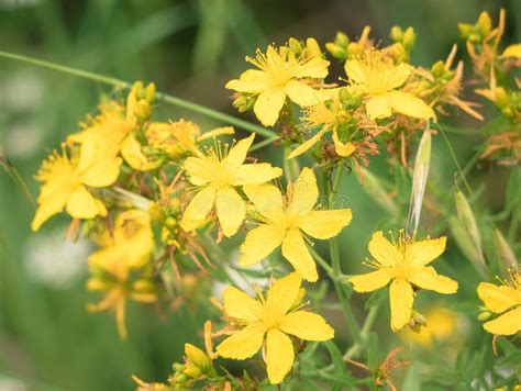 Wild Yellow Flowers With Five Petals And Large Stamens Agrimonia