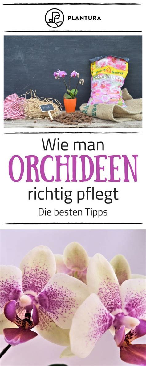 Orchideen Tipps Zu Standort Pflege Vermehrung Plantura