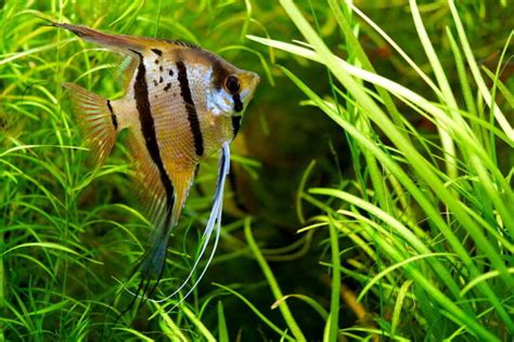 5 Interesting Facts About Angelfish - Free The Ocean