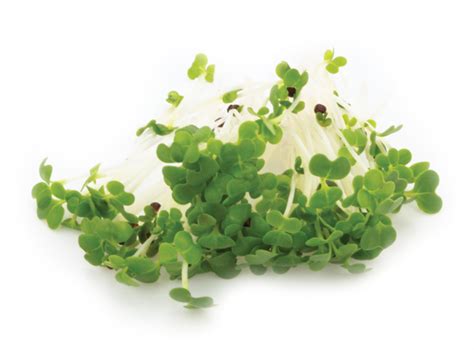 Nature S Roots Microgreens Sprouts Wheatgrass Bok Choy Microgreen