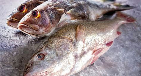 Cuidados Para Congelar Y Descongelar El Pescado Web Ojo Columnistas Ojo