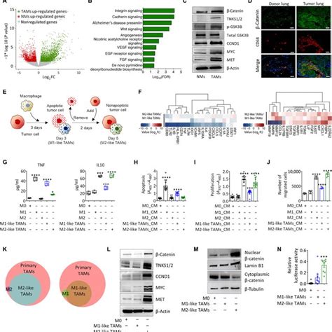 Inhibition Of Wnt Catenin Signaling And FOSL2 And Activation Of