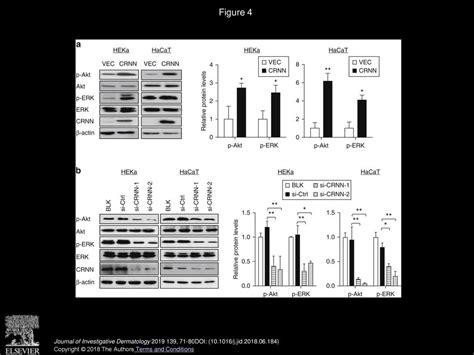 Cornulin Is Induced In Psoriasis Lesions And Promotes Keratinocyte