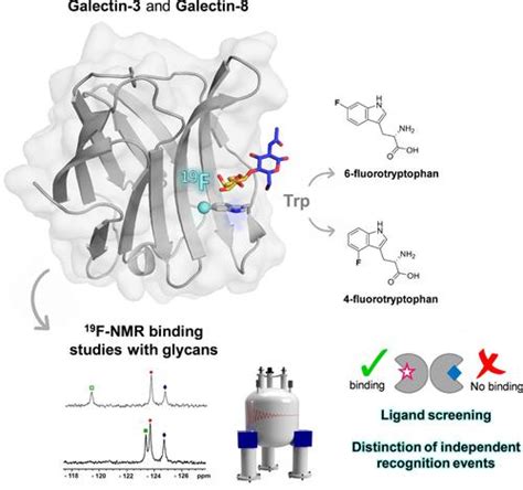 蛋白质 碳水化合物相互作用的核磁共振研究：用氟色氨酸残基改造的半乳糖凝集素对聚糖的识别chemistry A European