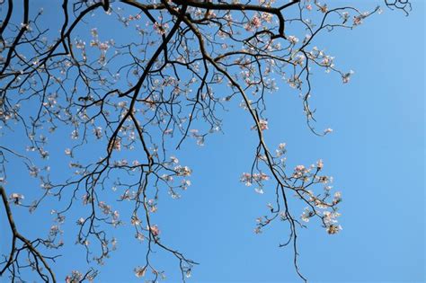 Premium Photo Low Angle View Of Cherry Blossom Against Blue Sky