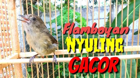 Flamboyan Nyuling Gacor Isian Buat Pancingan Burung Malas Bunyi Youtube