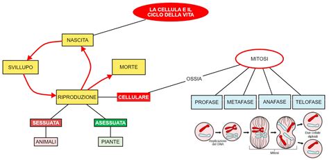 La Cellula E Il Ciclo Della Vita Mappa Concettuale