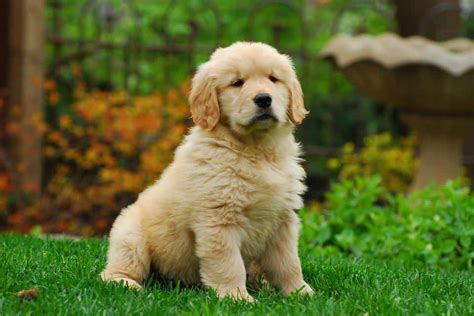 All You Need To Know About Golden Retriever Puppies Official Golden