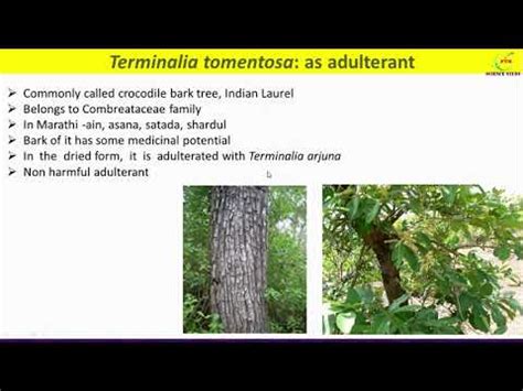 Terminalia arjuna and Terminalia tomentosa adulteration/ Terminalia ...