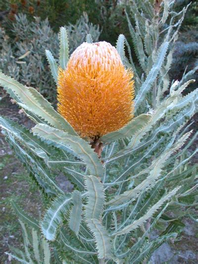 Banksia Menziesii X B Prionotes • Australian Native Plants • Plants