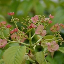 Hydrangea Crug Coral Floyds Clematis And Climbers