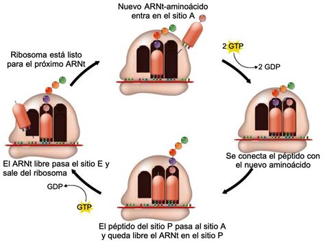 Qué es la síntesis de proteínas y sus etapas Significados