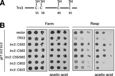 The Active Site Cys Residues Of Trx Are Required To Promote Cell