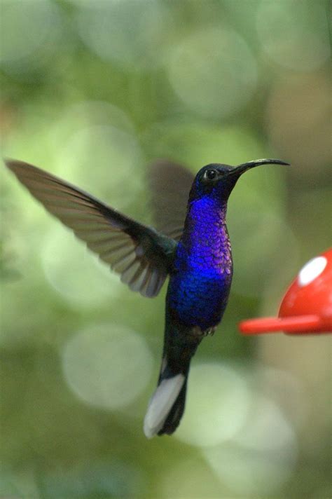 17 Best images about Birds:Passerine,TINY # needle like beaks [ Hummingbirds] on Pinterest ...