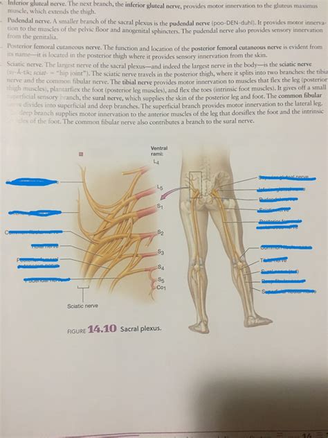 Sacral Plexus Diagram Quizlet