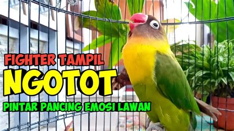 LOVEBIRD GACOR NGEKEK PANJANG PINTAR NAIKKAN EMOSI LAWAN TAMPIL NGOTOT