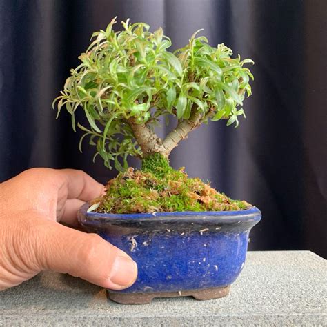 Japanese Pussy Willow Bonsai Furniture Home Living Gardening Plants Seeds On Carousell