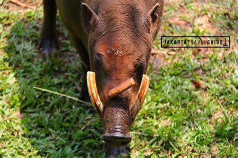 Visiting Ragunan Zoo in Jakarta - Jakarta Travel Guide