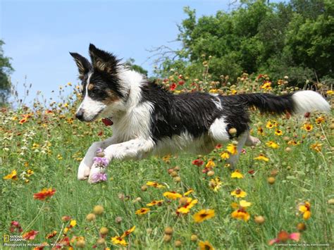 Border Collie Wallpapers Wallpaper Cave