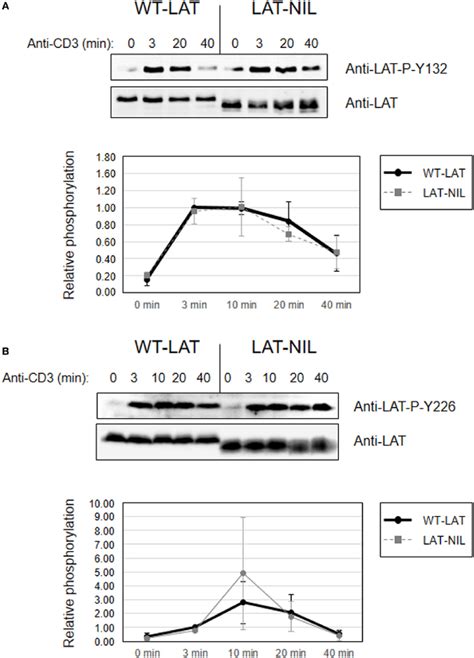 Phosphorylation Of Linker For Activation Of T Cell LAT Tyrosines