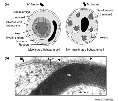 How Does Mycobacterium Leprae Target The Peripheral Nervous System