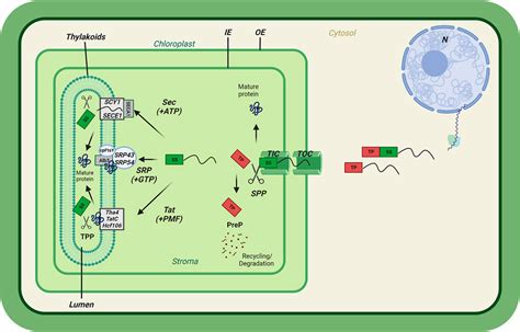 Frontiers The Journey Of Preproteins Across The Chloroplast Membrane