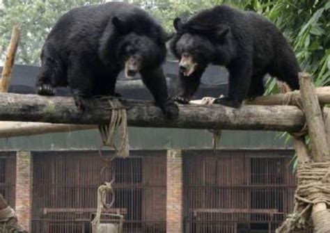 Bears Rescued From Illegal Bile Farm In Vietnam Asia News Asiaone