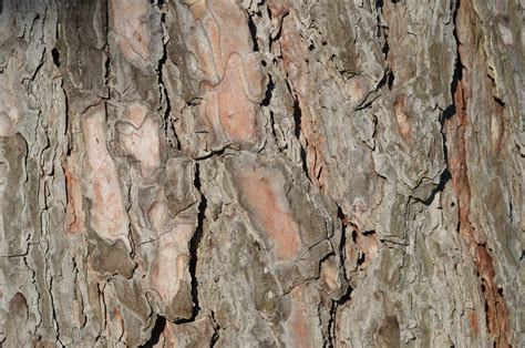 Fotos Gratis Rbol Naturaleza Bosque Rama Madera Textura Hoja