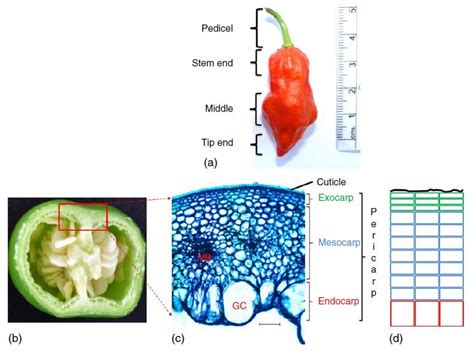 Pericarp Layers Of A Typical Fruit Of Capsicum A Mature Fruit Of Download Scientific Diagram