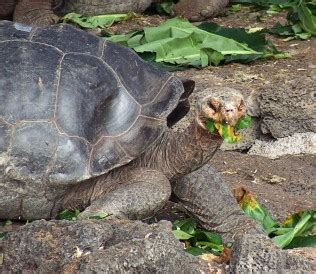 A Conservation Success: The Return of the Giant Tortoise | Ethical Traveler