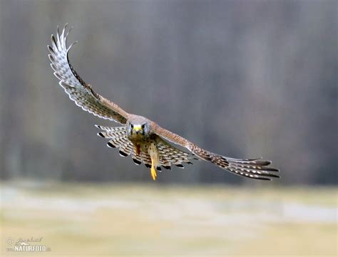 Kestrel Photos, Kestrel Images, Nature Wildlife Pictures | NaturePhoto