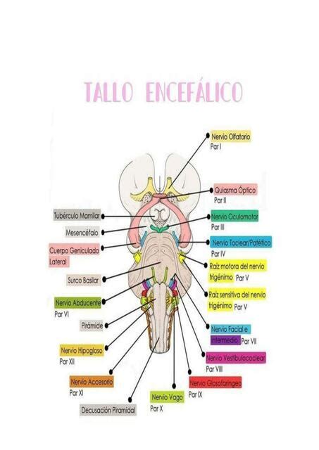 Tallo encefálico Luna uDocz