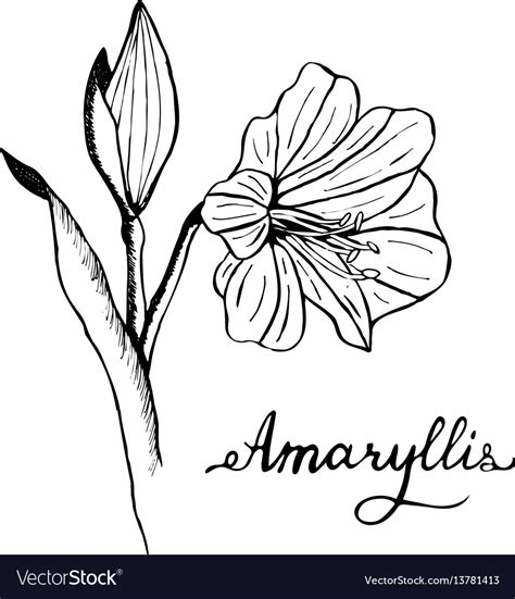 Amaryllis Flower Botany Royalty Free Vector Image