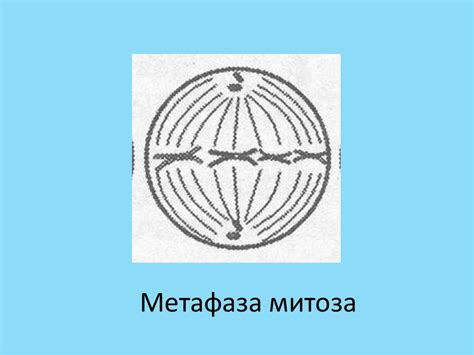 Митоз. Метафаза митоза - презентация онлайн