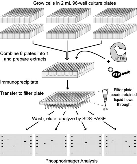 Combining chemical genetics and proteomics to identify protein kinase ... 