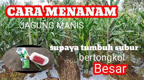 Cara Menanam Jagung Manis Tot Supaya Tumbuh Subur Bertongkol Besar