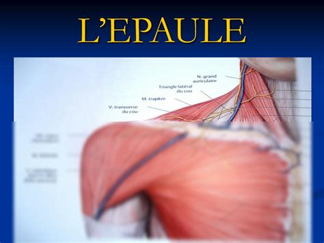 Solution Anatomie Cours Membre Sup Rieur Studypool