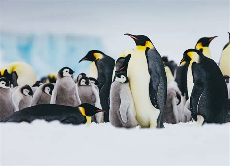 Unraveling The Majesty Of Emperor Penguins With Quark Expeditions