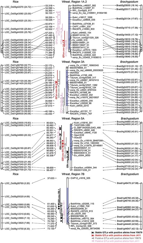 Frontiers QTL Analysis Of Spike Morphological Traits And Plant Height